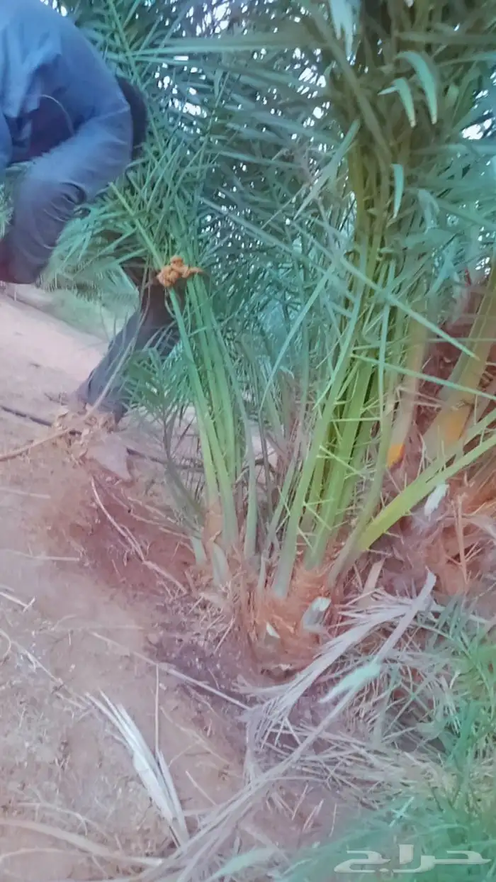 نخل للبيع جميع الاحجام متوفره درجه اولى توريد وزراعه 1