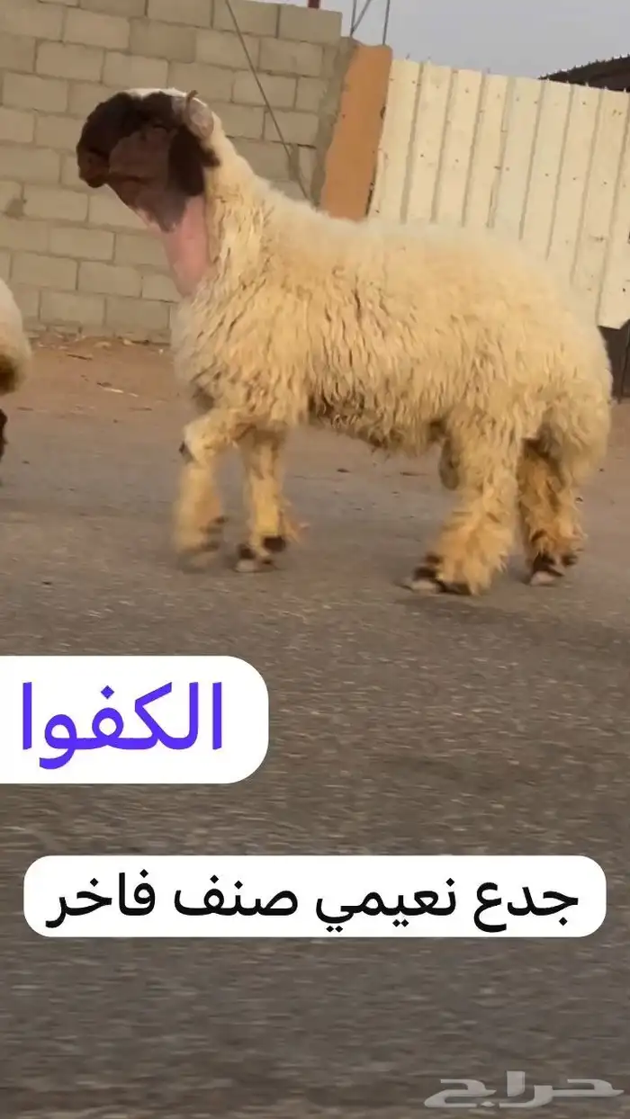 جدعان نعيم صنف فاخر للبيع 3