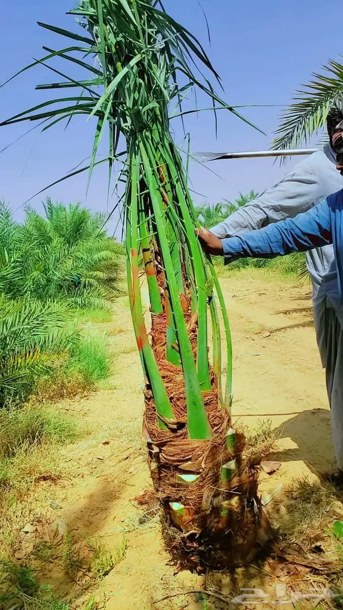 نخل للبيع فروخ فسايل صنو صقعي مجدول سكري عجوه صفاوي 3