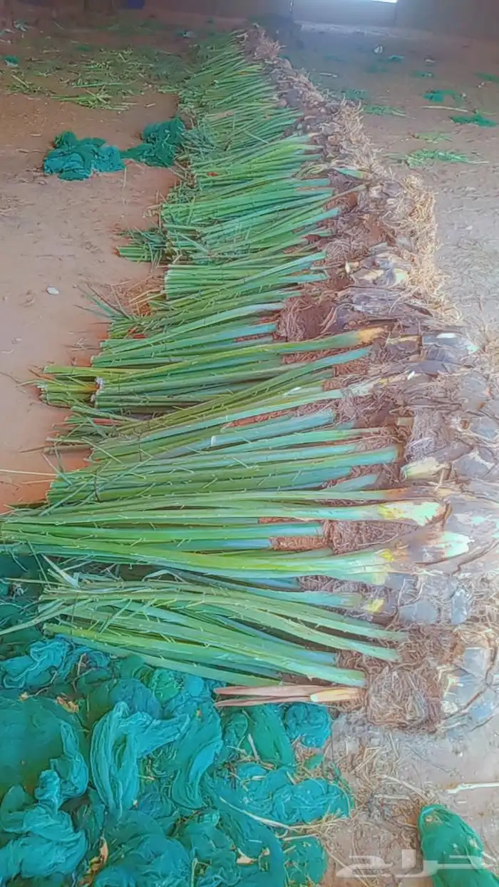 نخل للبيع جميع الاحجام متوفره درجه اولى توريد وزراعه 9