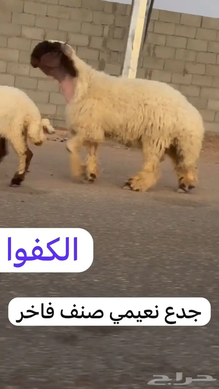 جدعان نعيم صنف فاخر للبيع 5