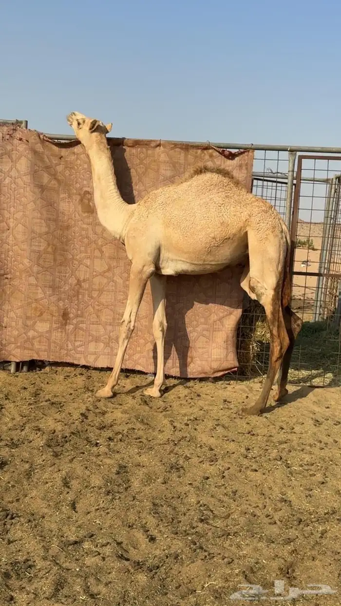 بكره بنت عز الجيش منتج والام مهجنه 0