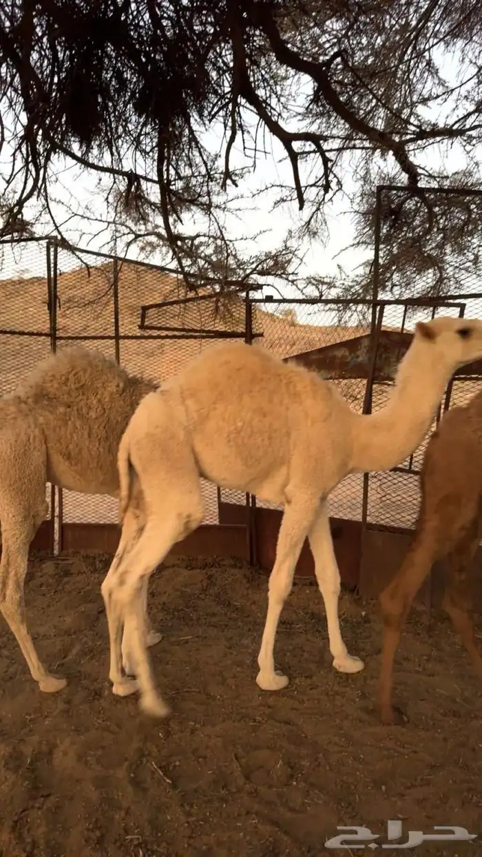 حشوا للبيع على حليب أمهاتها 4