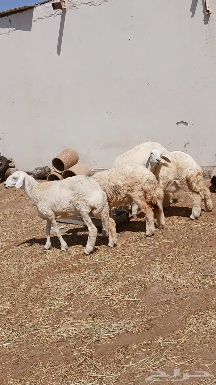 جدة 2