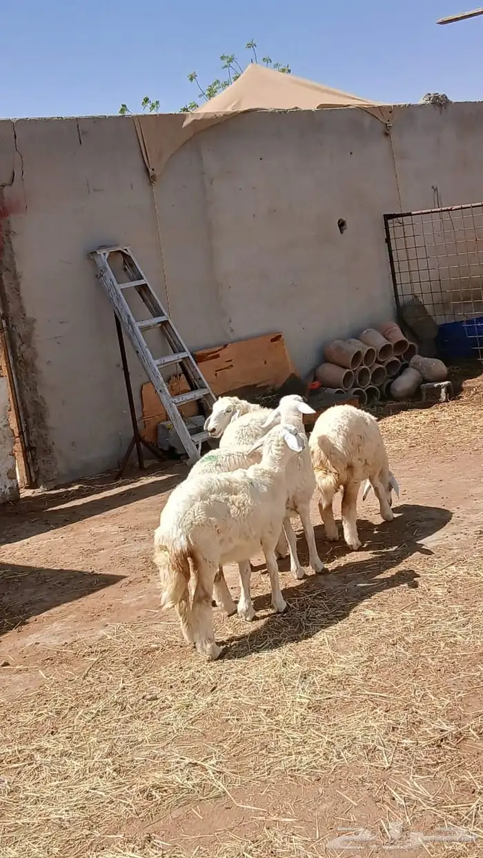 جدة 0