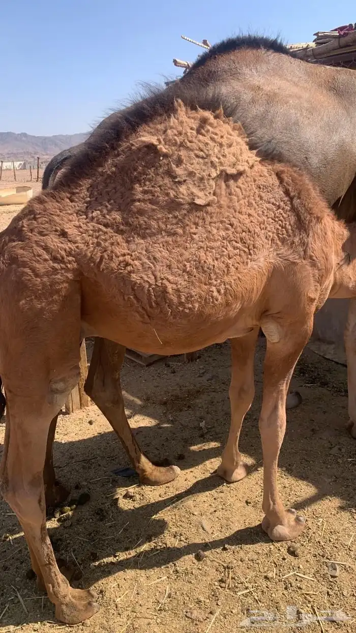 قعود احمر 1