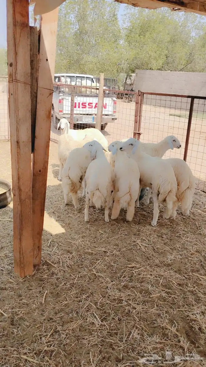خرفان حريات للبيع خدمة سلخ و توصيل 3