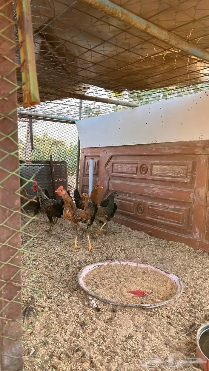 دجاج بلدي 1