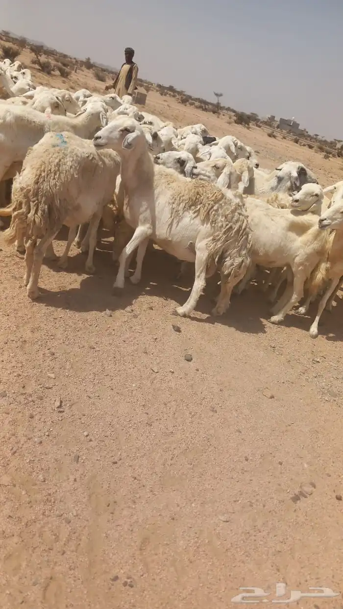 ضان حريات مقنوي 3