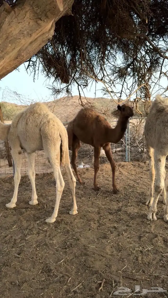 حشوا للبيع على حليب أمهاتها 1