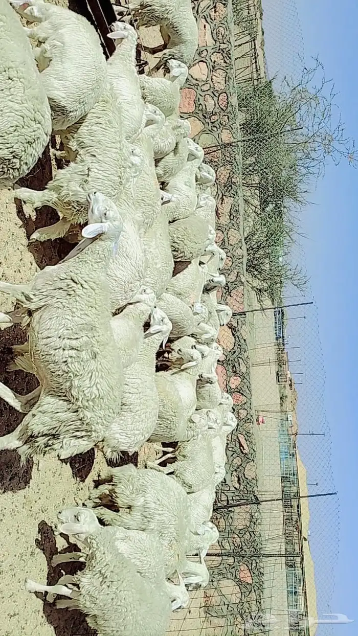 رخال صنف مقاني العدد48 0