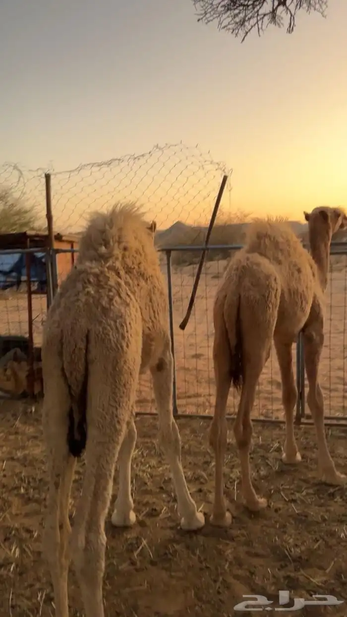 حشوا للبيع على حليب أمهاتها 0