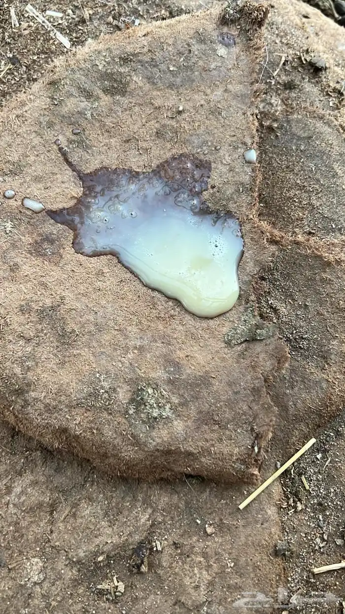 نعجه سواكنيه دافع 6