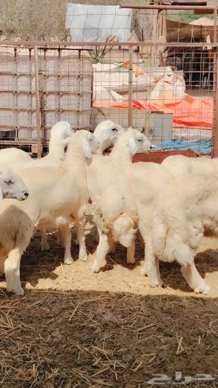 خرفان حريات للبيع خدمة سلخ و توصيل 1