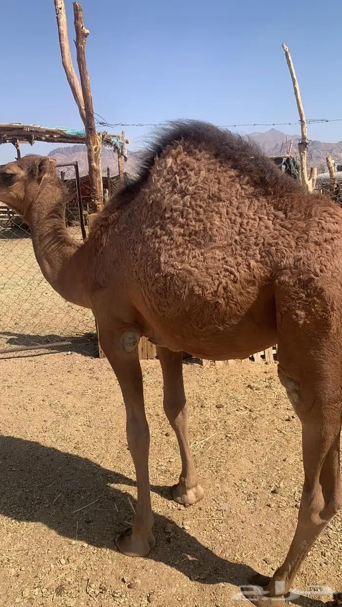 قعود احمر 0