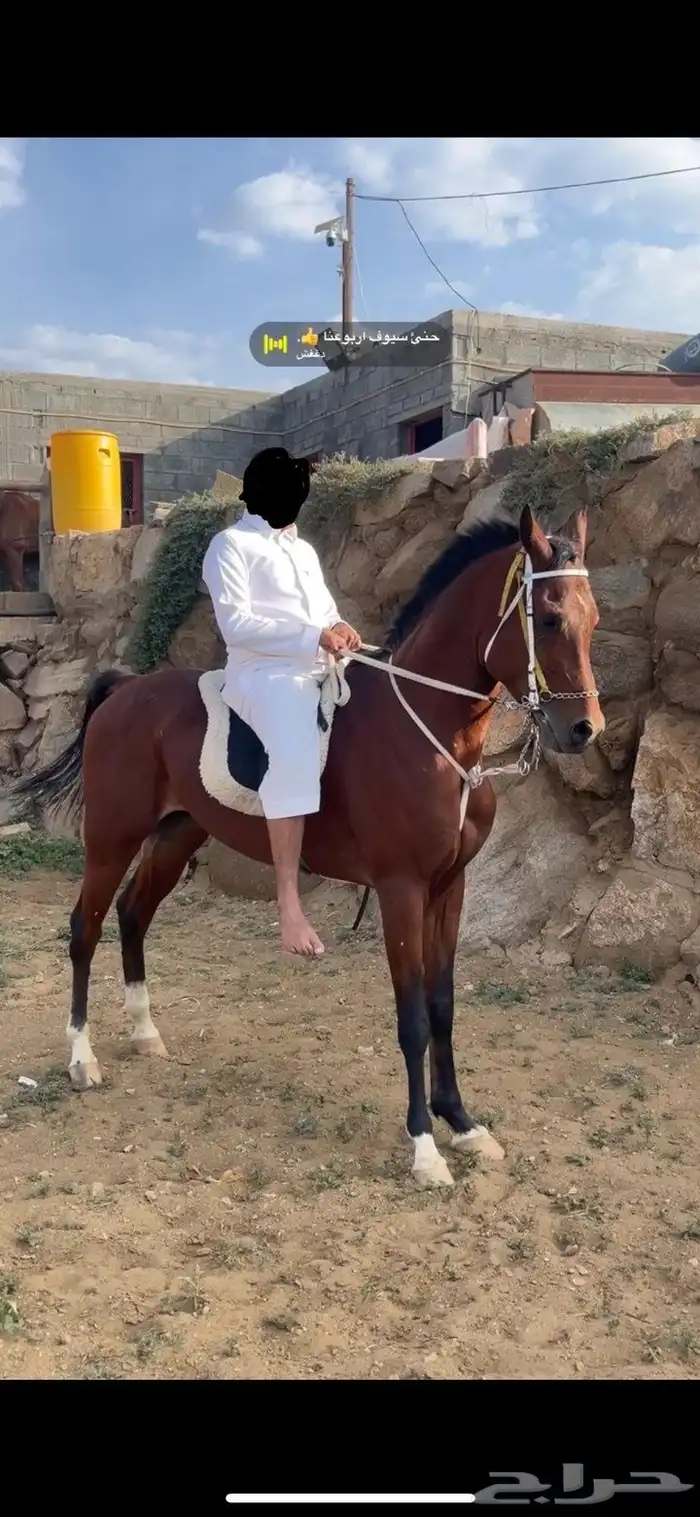 حصان شعبي 1