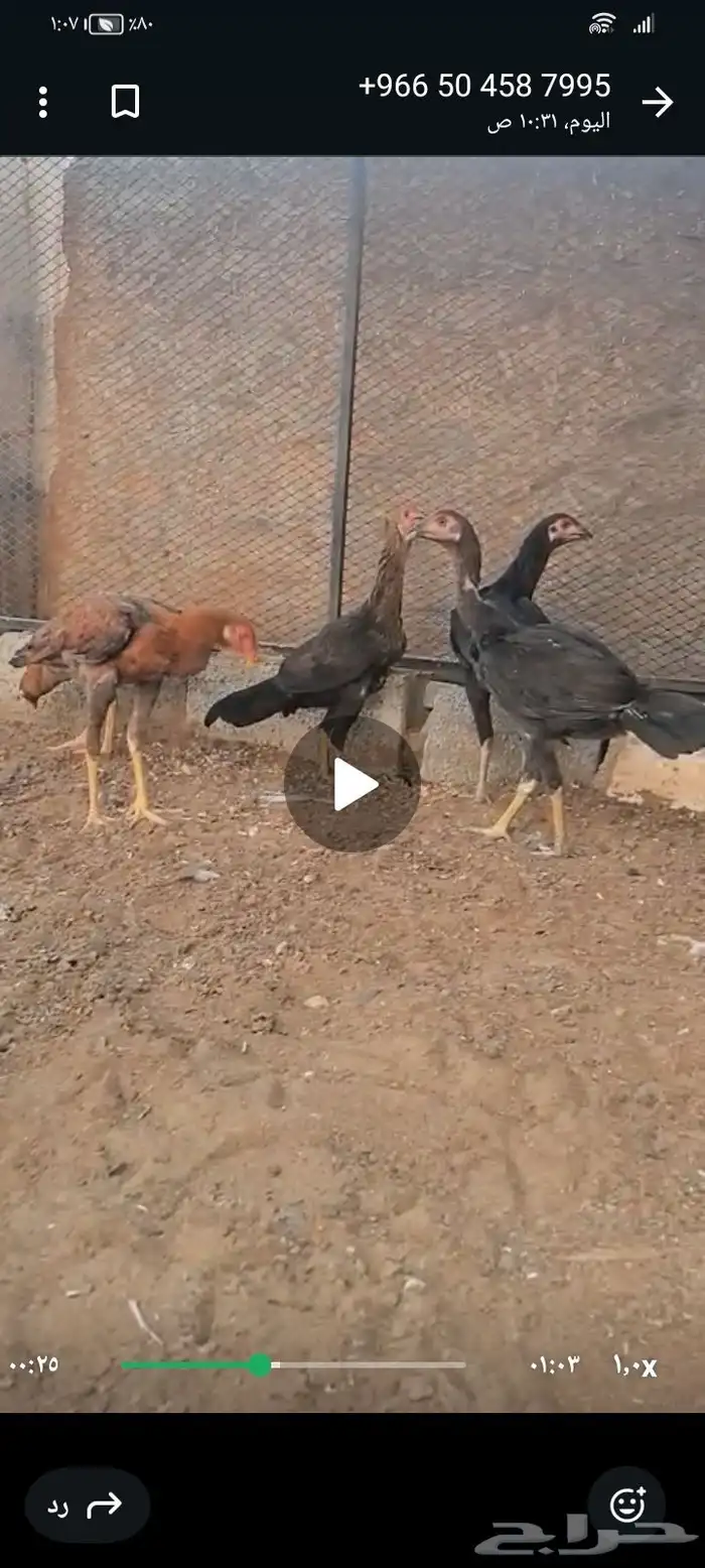 السلام عليكم ورحمه الله وبركاته النوع   فروخ باكستاني اصيل 0