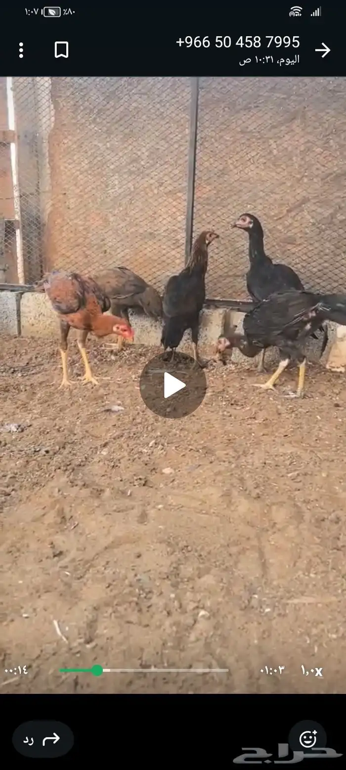 السلام عليكم ورحمه الله وبركاته النوع   فروخ باكستاني اصيل 1