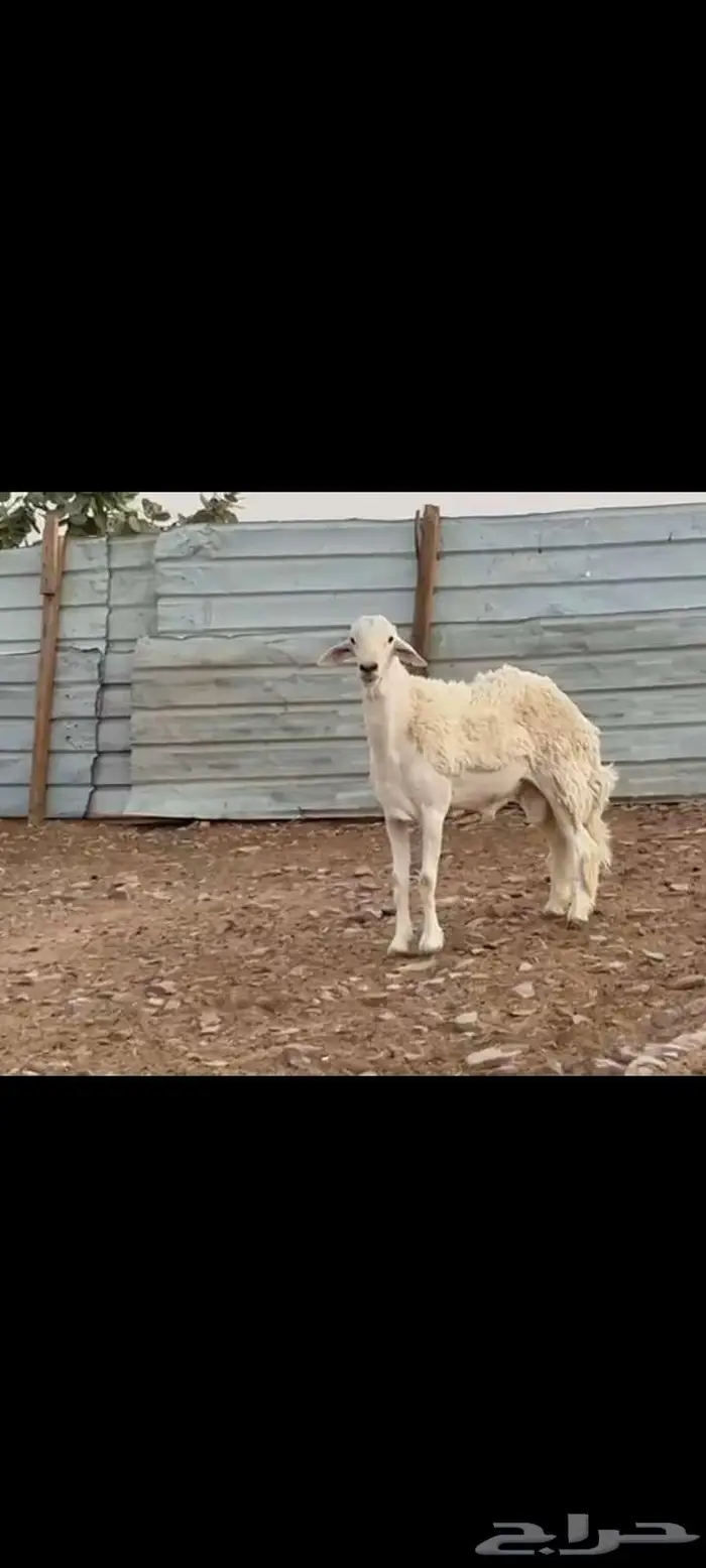 فحل حري ثني طيب خصم ينسف ويقرع وسالم المالطيه 2