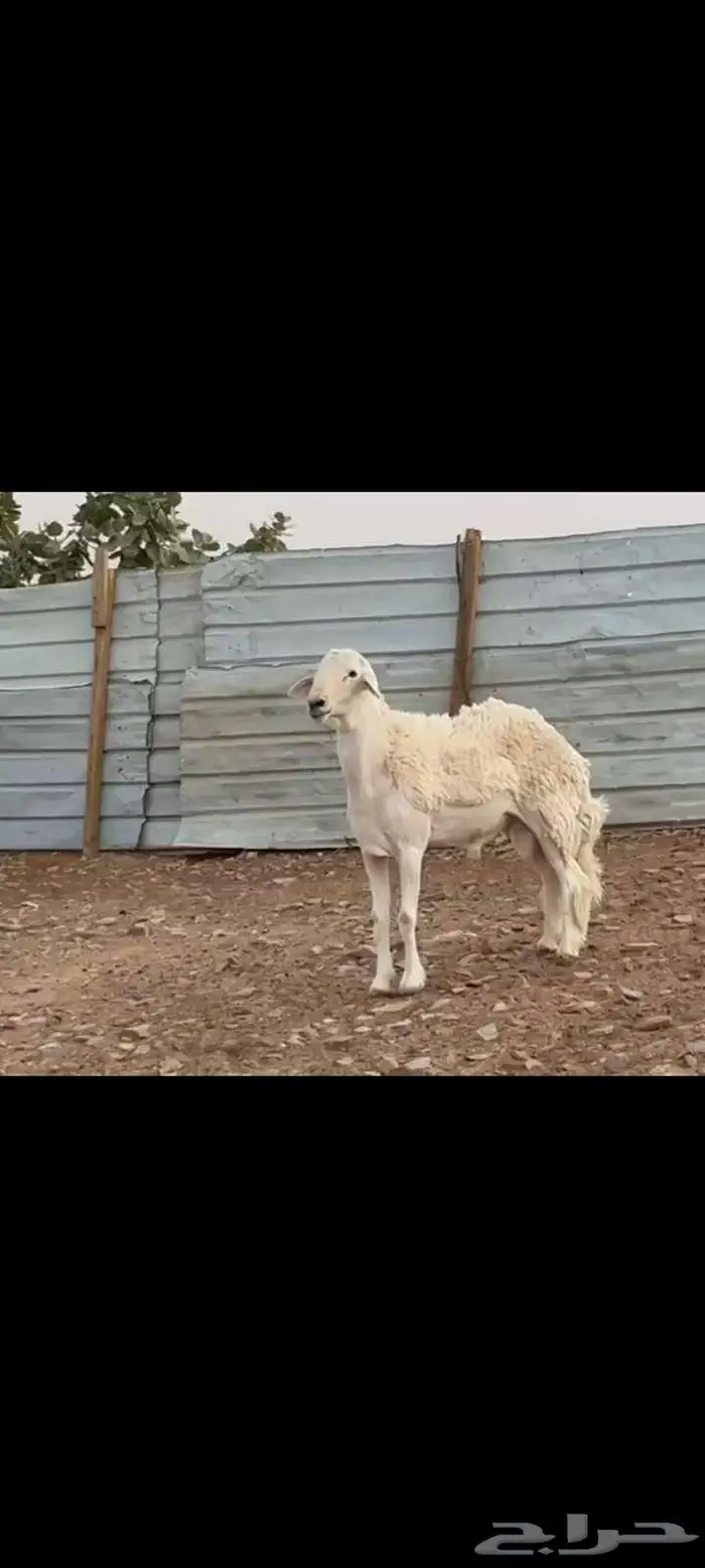 فحل حري ثني طيب خصم ينسف ويقرع وسالم المالطيه 1