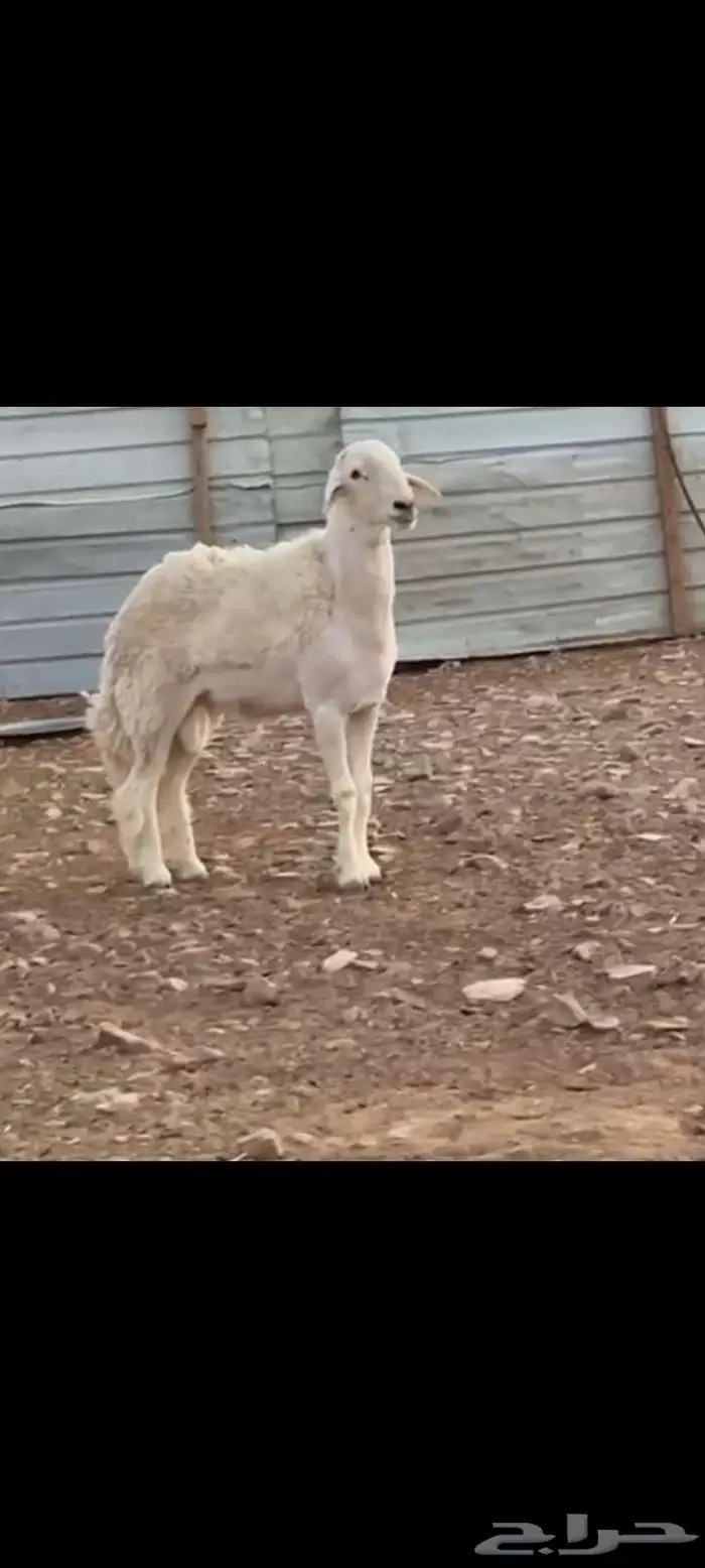 فحل حري ثني طيب خصم ينسف ويقرع وسالم المالطيه 3