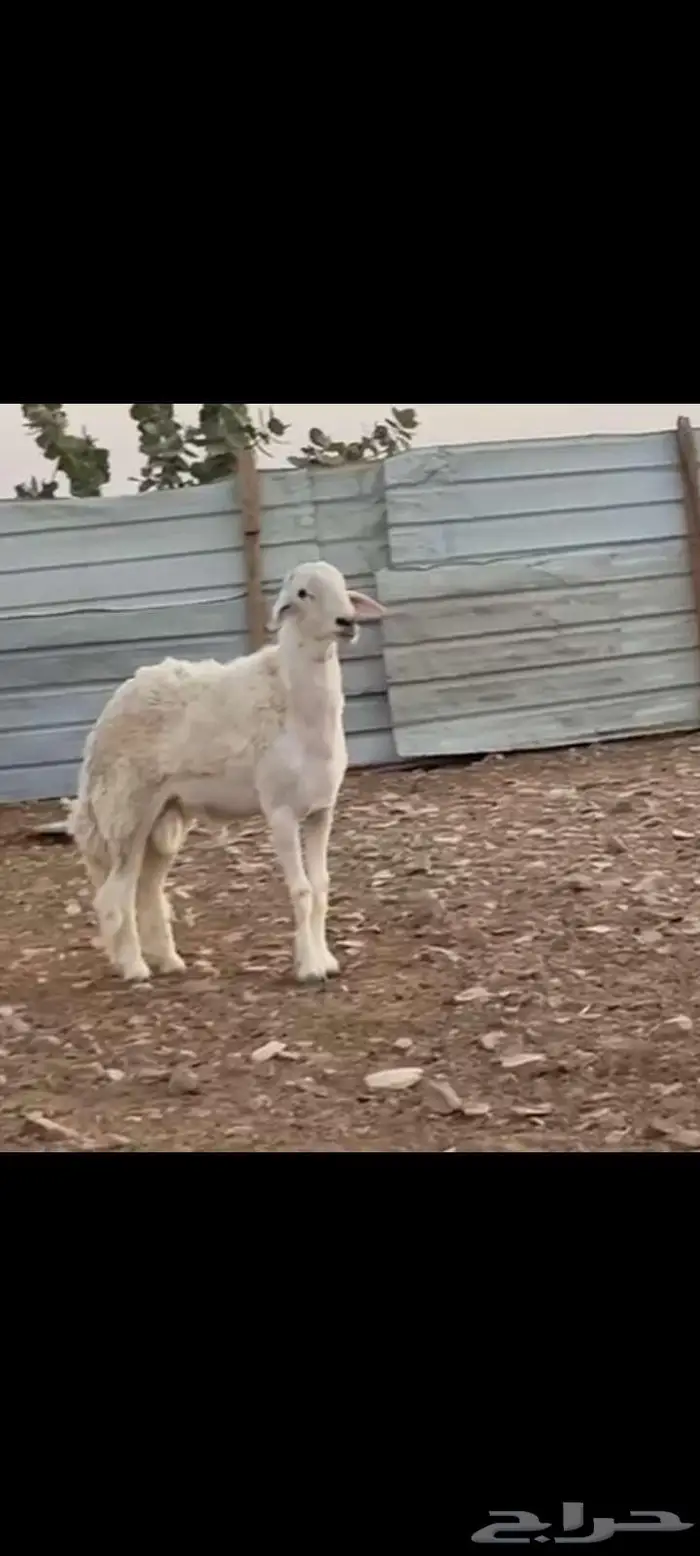 فحل حري ثني طيب خصم ينسف ويقرع وسالم المالطيه 4