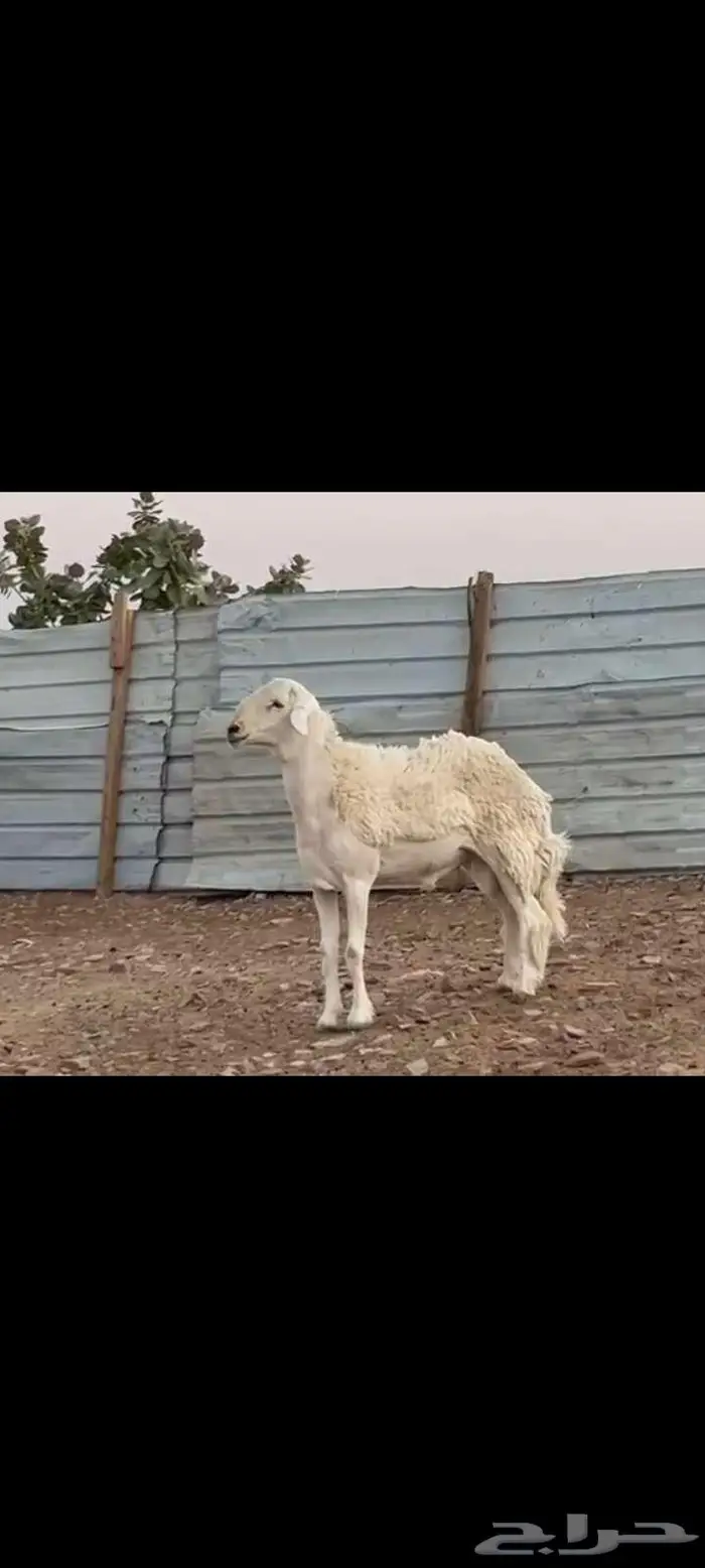 فحل حري ثني طيب خصم ينسف ويقرع وسالم المالطيه 5