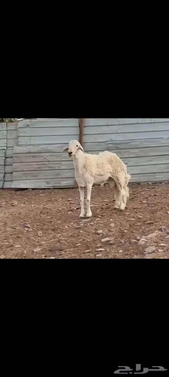 فحل حري ثني طيب خصم ينسف ويقرع وسالم المالطيه 6