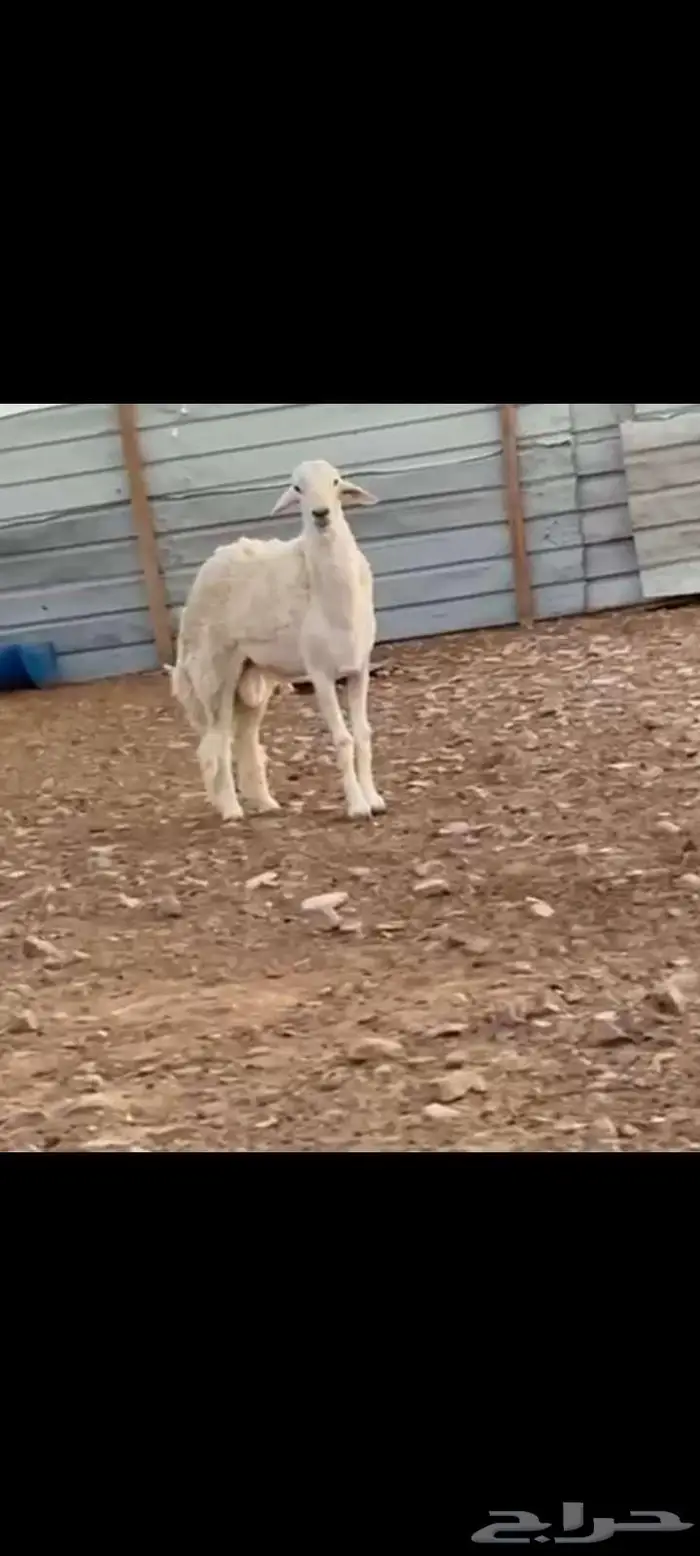 فحل حري ثني طيب خصم ينسف ويقرع وسالم المالطيه 7