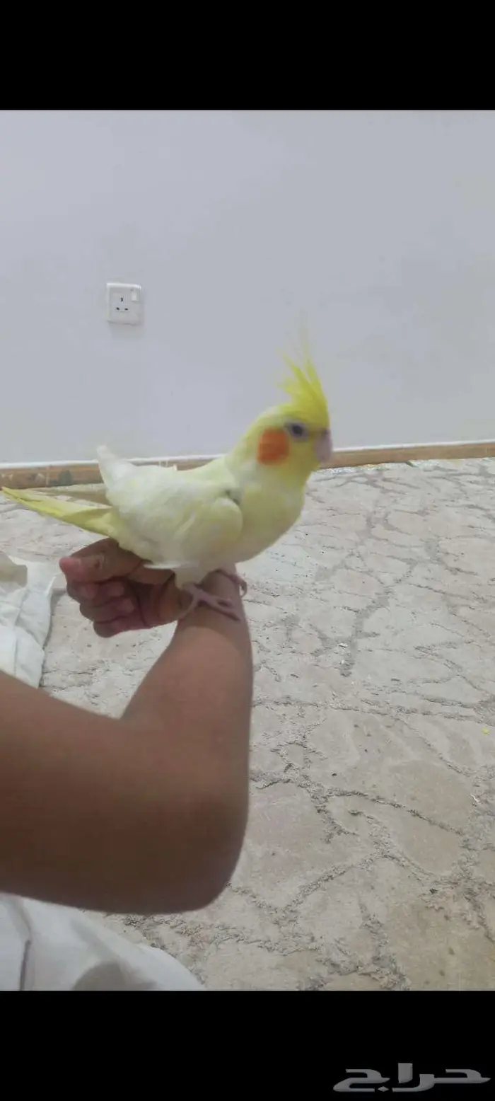 كروان للبيع 0