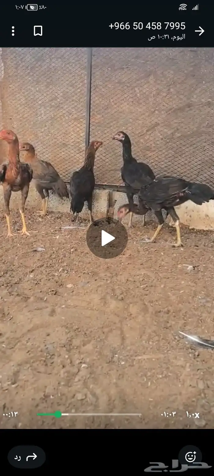 السلام عليكم ورحمه الله وبركاته النوع   فروخ باكستاني اصيل 2