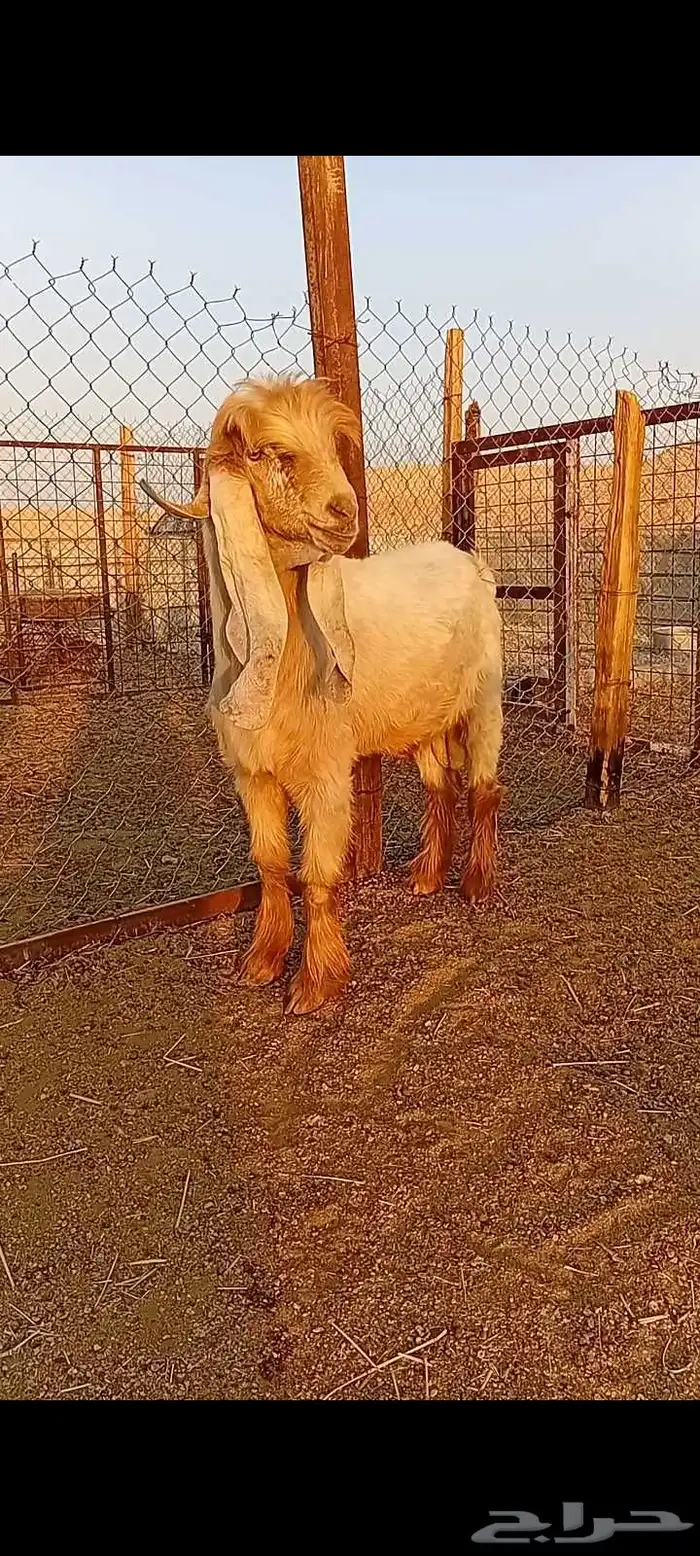 فحل عارضي أصفر 0