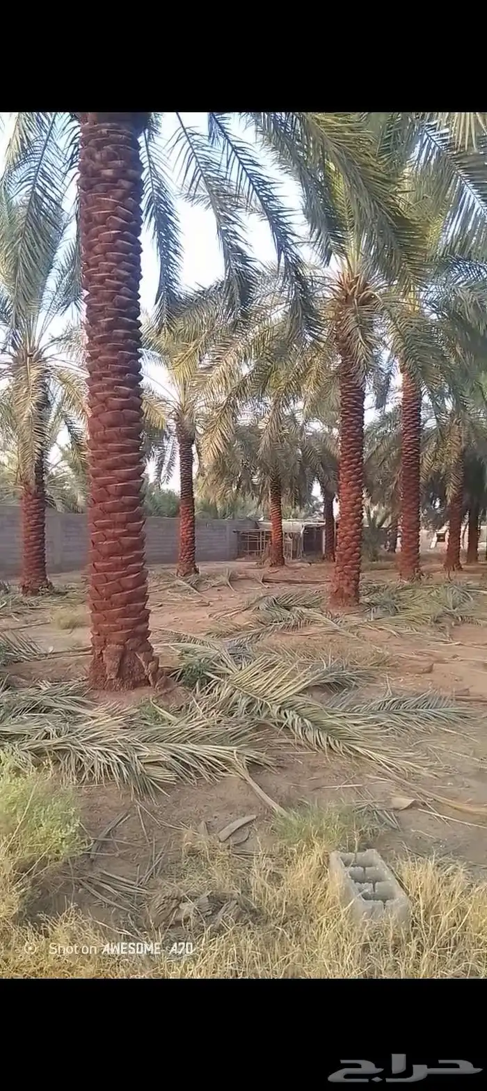 يوجد لدي نخل لاالبيع طوال 2