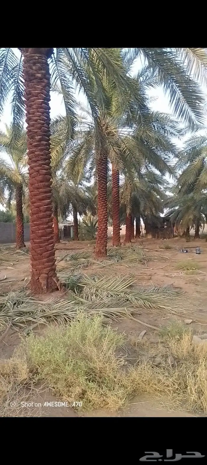 يوجد لدي نخل لاالبيع طوال 0