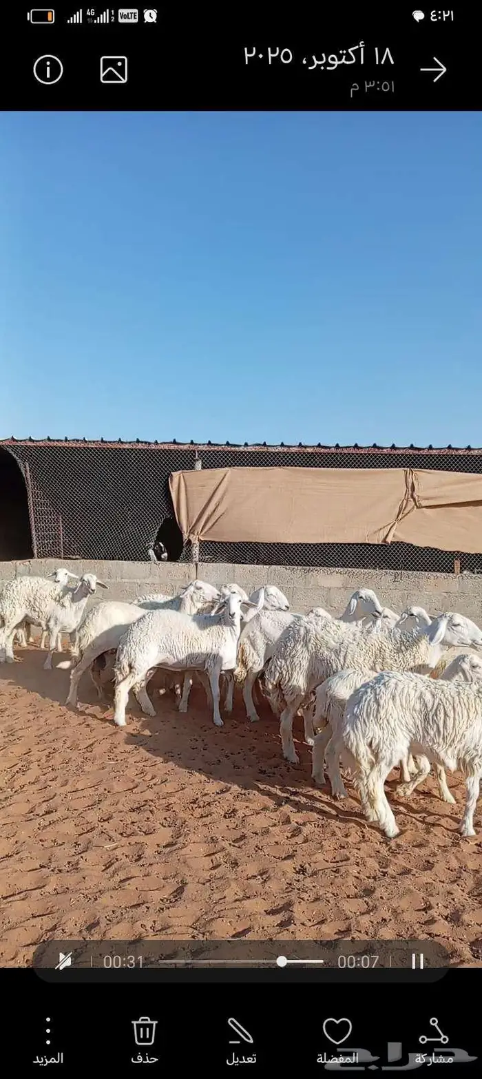 للبيع حريات صنف فاخر متابيع ودفيع 1