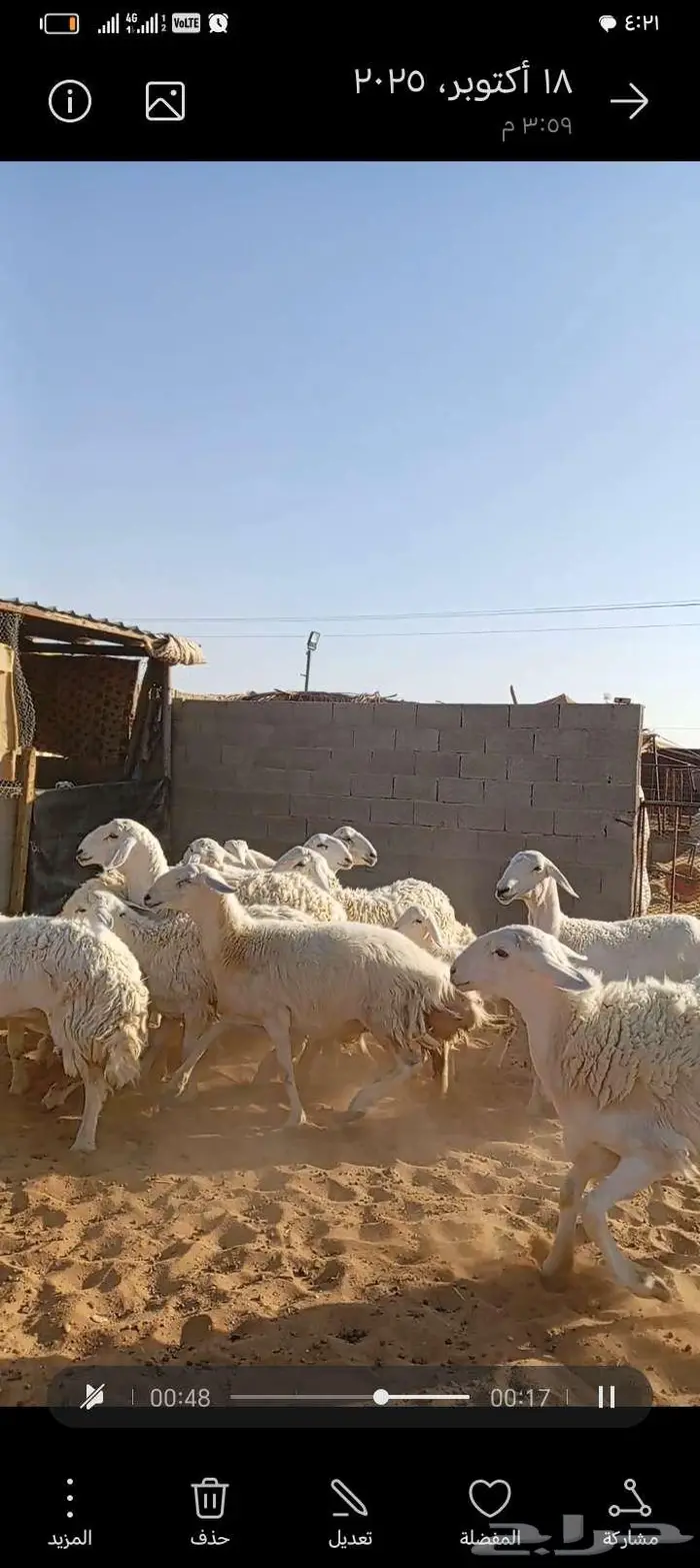 للبيع حريات صنف فاخر متابيع ودفيع 3