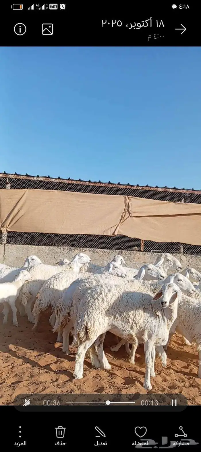 للبيع حريات صنف فاخر متابيع ودفيع 7