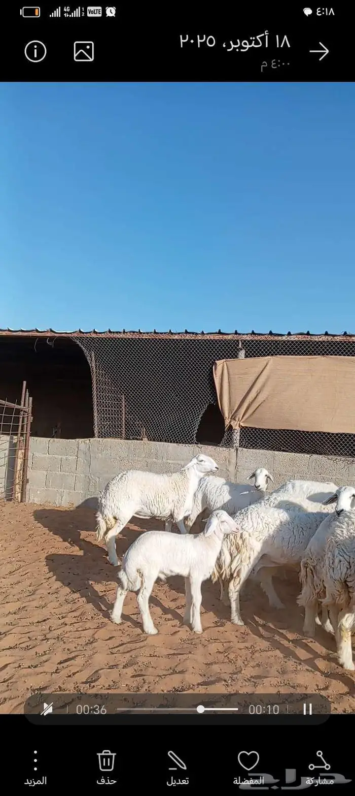 للبيع حريات صنف فاخر متابيع ودفيع 9