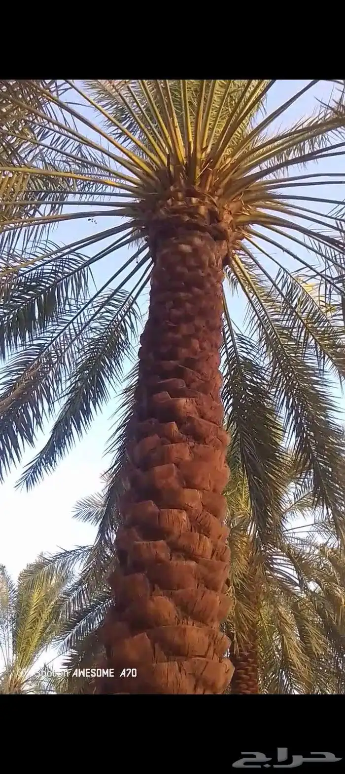 يوجد لدي نخل لاالبيع طوال 1