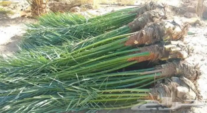 نحن نقوم بتوريد وتركيب جميع انواع النخيل العربي وشنطني وقلع 5