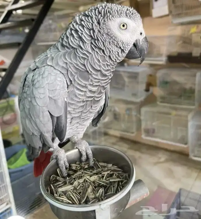 كاسكو او أمازوني 0