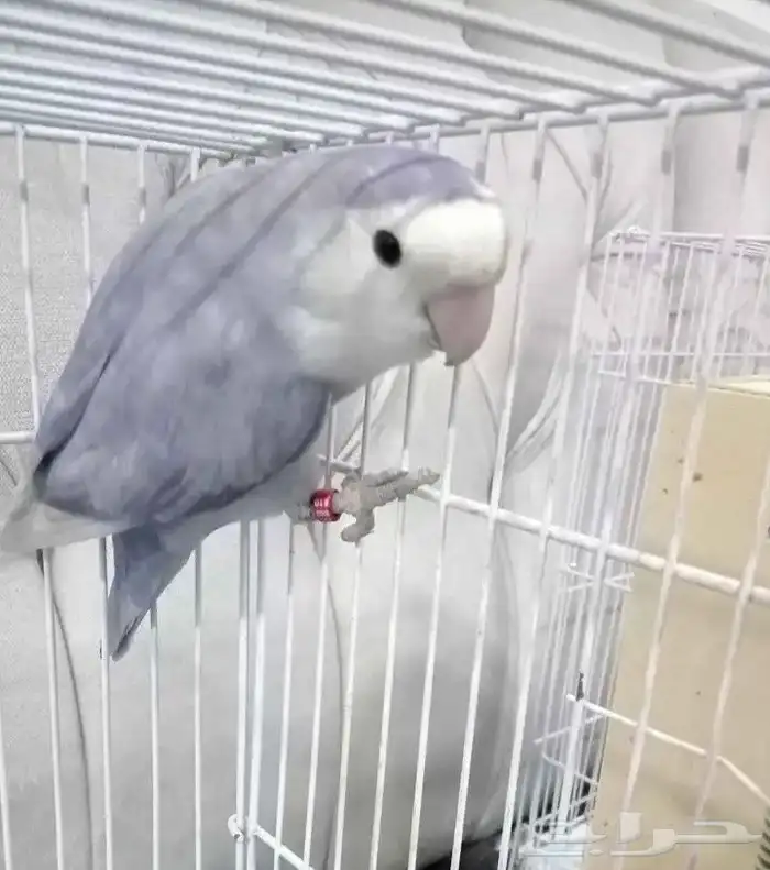 روز الأنتاج احجام سوبر جامبو 0