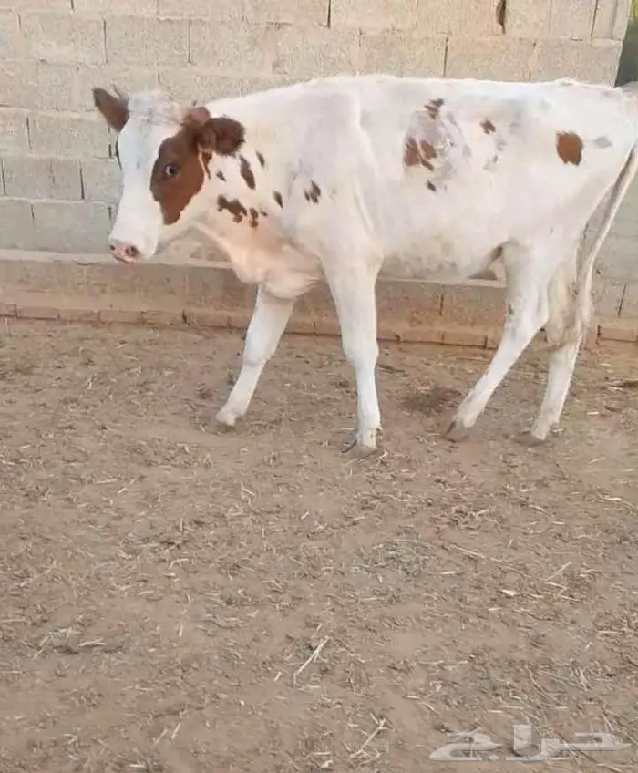 ابقار للبيع 1