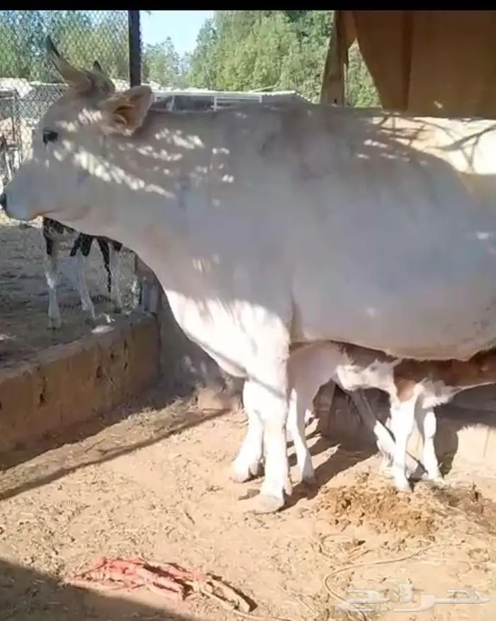 ابقار للبيع 0