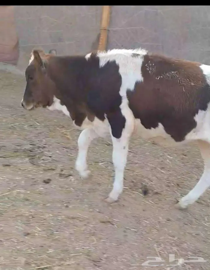 ابقار للبيع 4