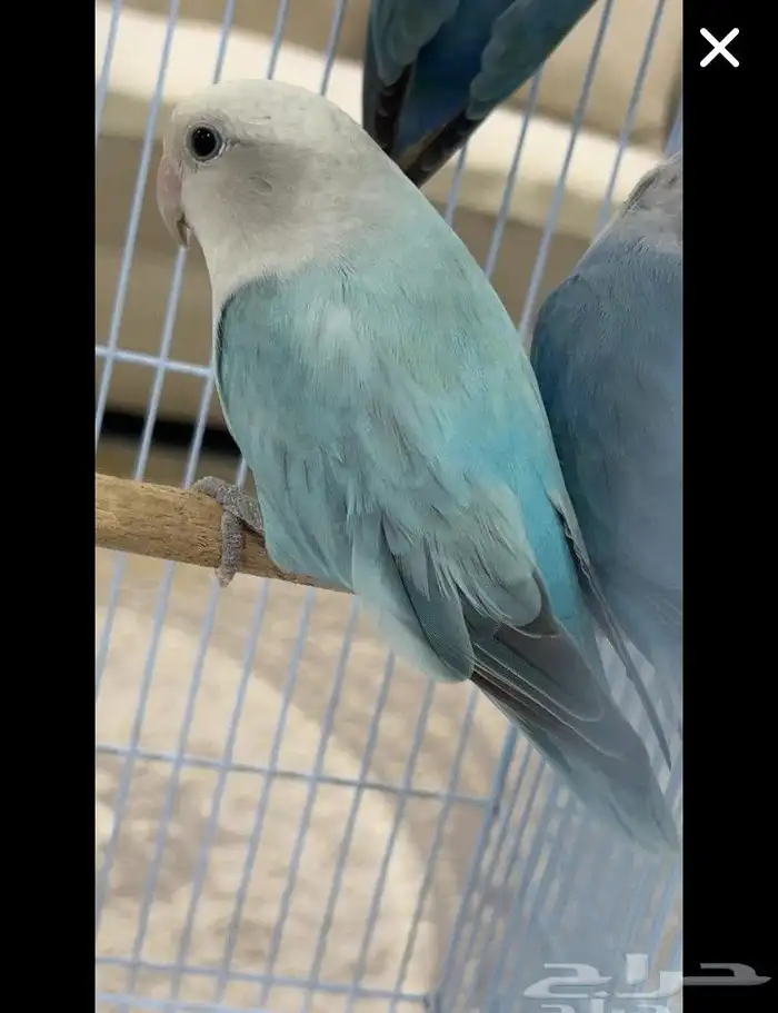 عرض خاص اناث روز الأنتاج احجام سوبر جامبو 2