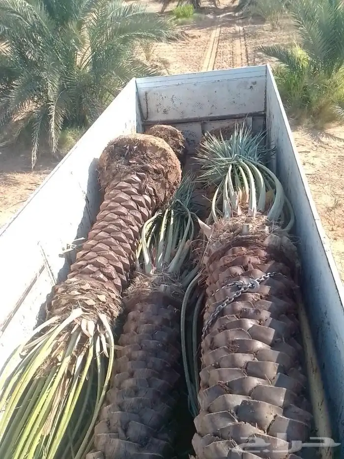 نخل عربي ووشنطني وتكريب النخيل وتركيب الشبوك 3