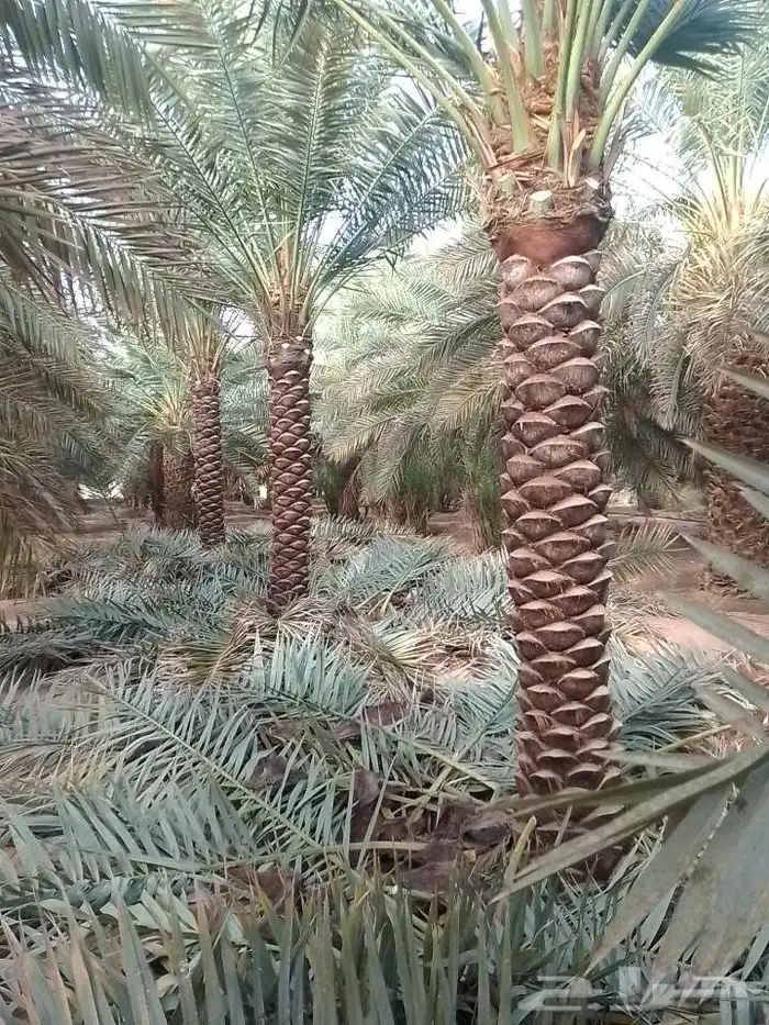 نخل عربي ووشنطني وتكريب النخيل وتركيب الشبوك 2
