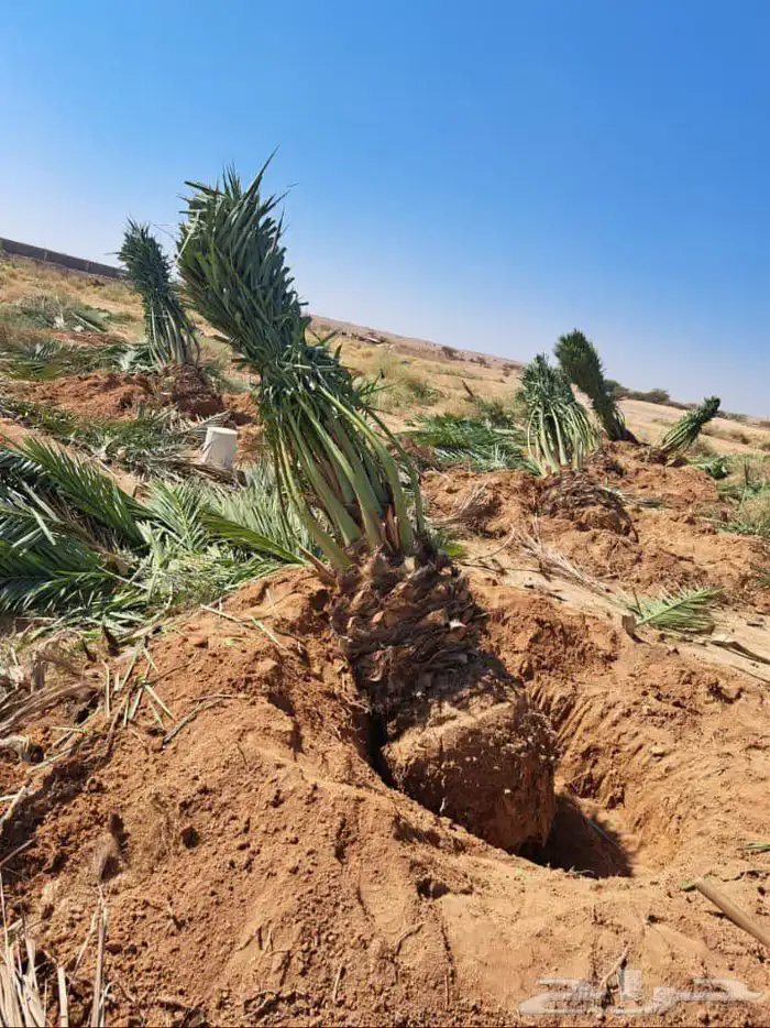 سلام عليكم ورحمة الله وبركاته يوجد لدينا جميعا أنوع النخيل ا 4