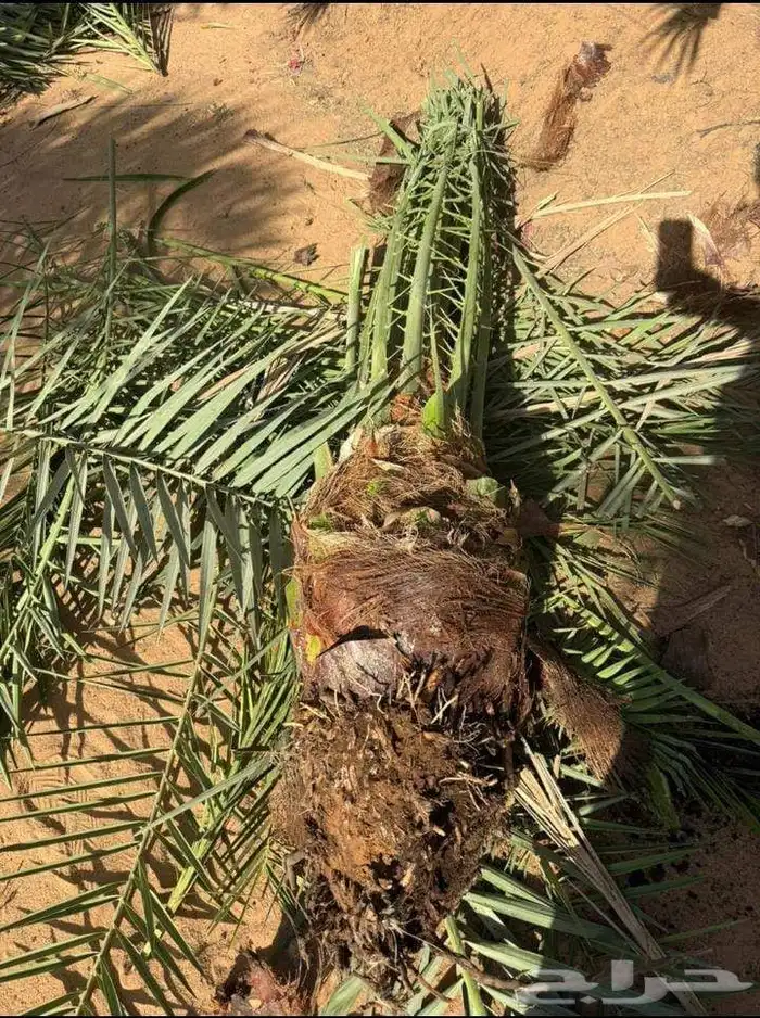 نخل للبيع 3